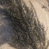 Wireweed